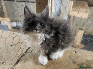 Maine Coon cats Pure Maine Coon kittens - Advert 1