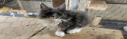 Maine Coon cats for sale: Pure Maine Coon kittens   - Advert 1