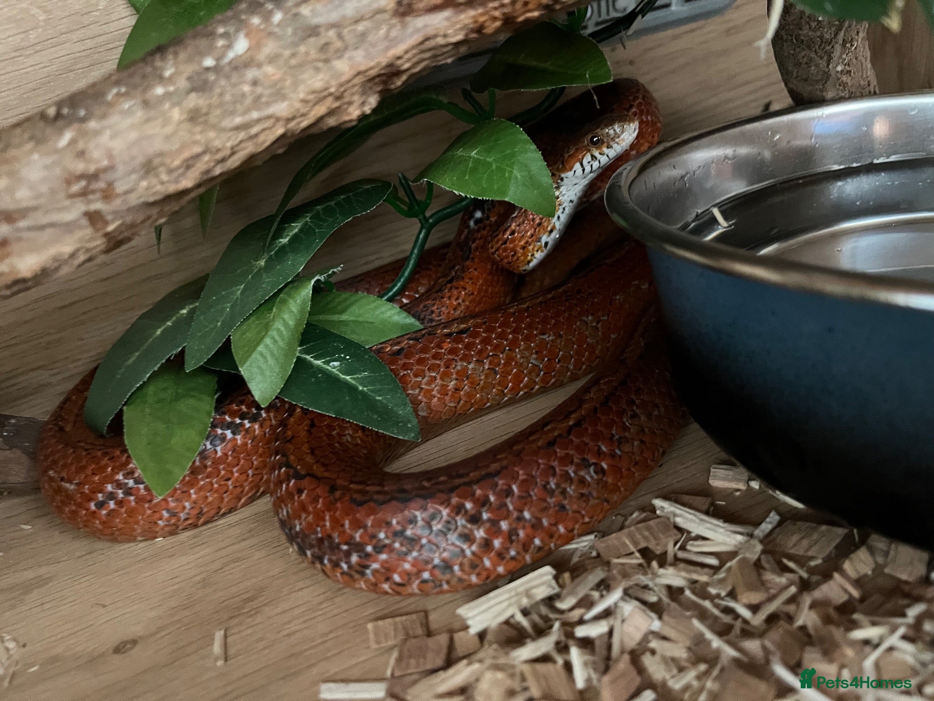 Corn Snake reptiles Corn snake needs loving home - Advert 11