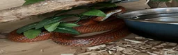 Corn Snake reptiles for sale: Corn snake needs loving home in Clacton-on-Sea - Advert 1