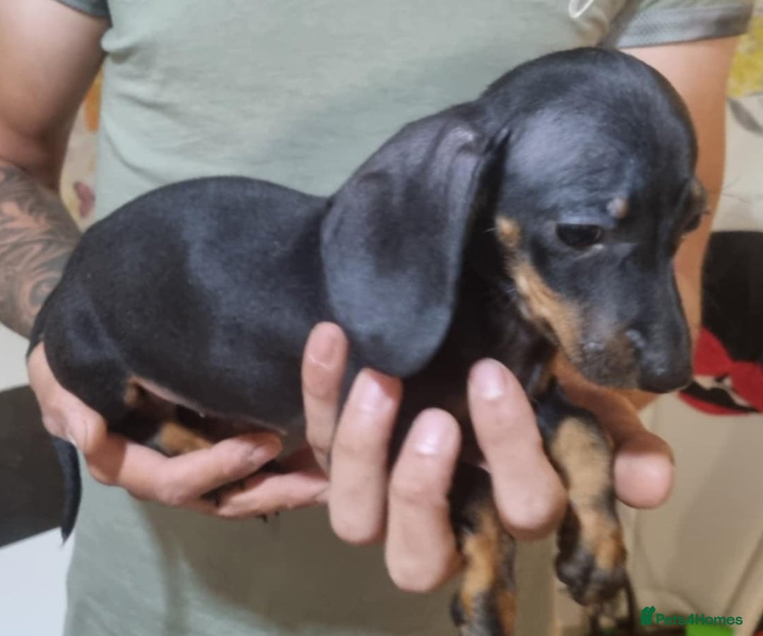 Miniature Dachshund dogs for sale: Miniature dachshund puppies  - Image 7