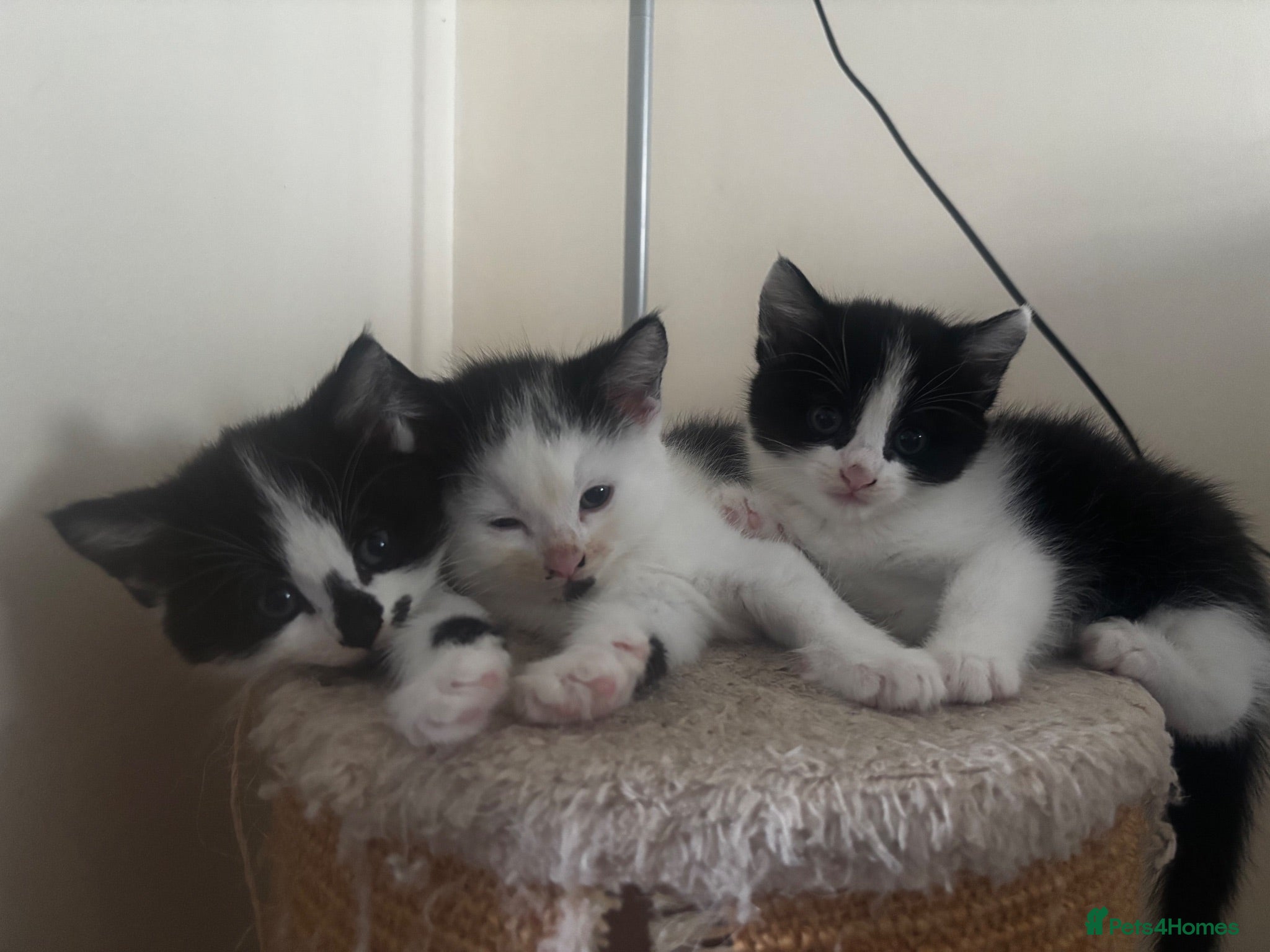 Mixed Breed cats 3 very friendly kittens  - Advert 1