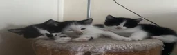 Mixed Breed cats for sale: 3 very friendly kittens  in Stevenage - Advert 1