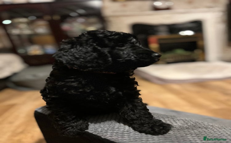 Cockapoo dogs F1b Cockapoo puppies only 3 left ready now  - Advert 2