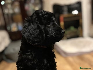 Cockapoo dogs F1b Cockapoo puppies only 3 left ready now - Advert 6