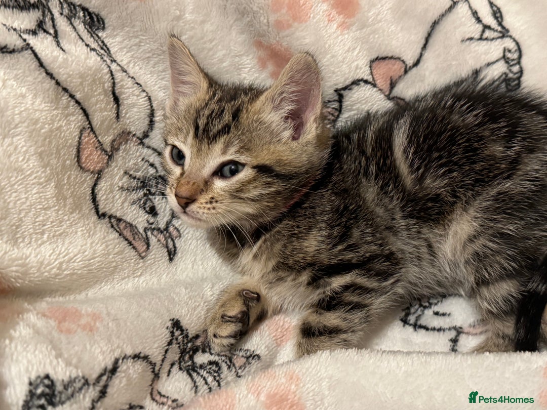 Mixed Breed cats for sale: Melanistic bengals/siamese’s (bengalese) - Advert 8