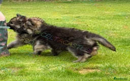 German Shepherd dogs for sale: Reduced kc reg German shepherd pup carry Isabella  - Image 5