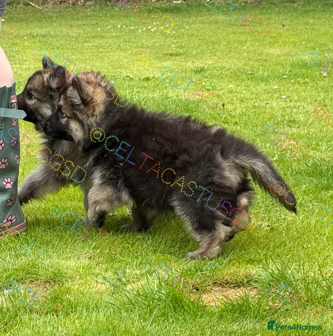 German Shepherd dogs for sale: Reduced kc reg German shepherd pup carry Isabella  - Image 5
