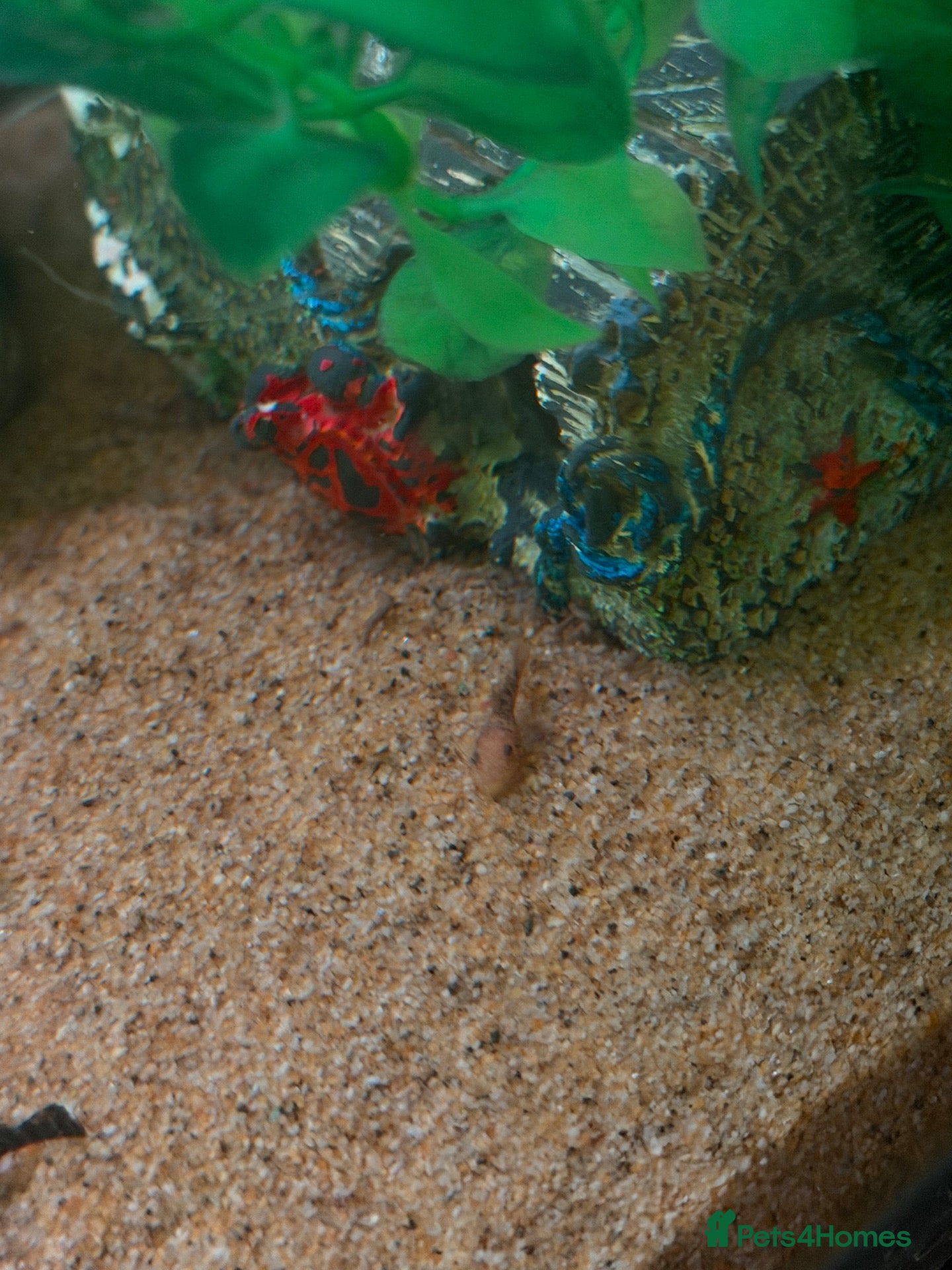 Plecos fish Baby plecs  - Advert 22