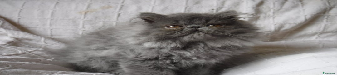 Persian Kitten 1