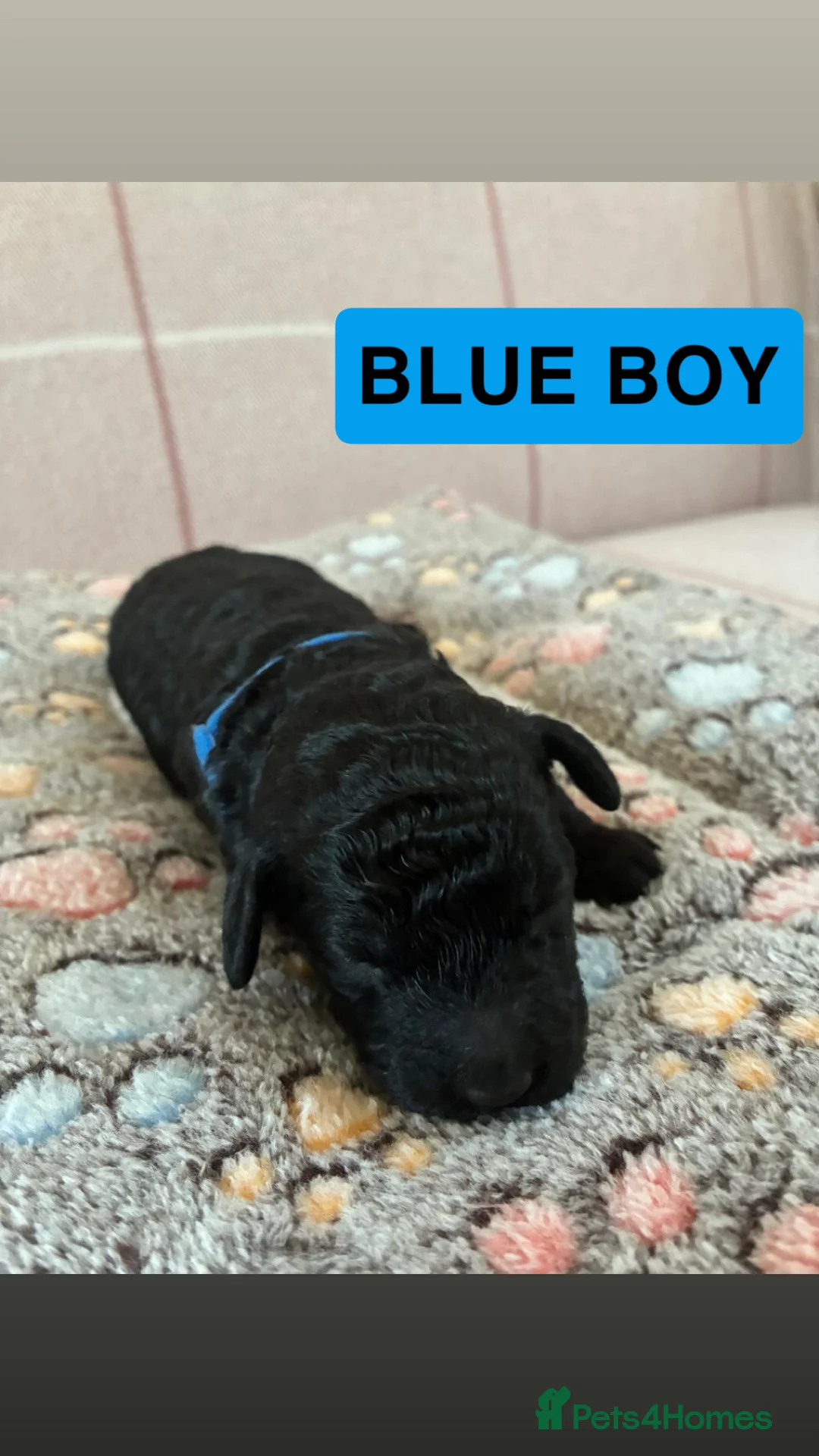 Toy Poodle dogs for sale: 4 Beautiful toy poodle puppies, black and red  - Advert 8