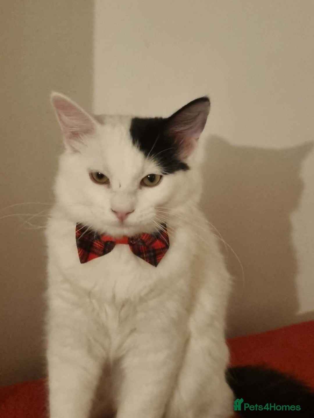 Mixed Breed cats for sale: Ragdoll mix boy - Advert 7