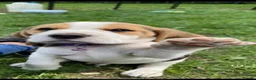 Beagle dogs for sale: kc reg pups ready NOVEMBER  - Advert 15
