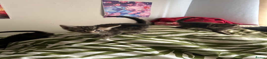 Mixed Breed Kitten 2
