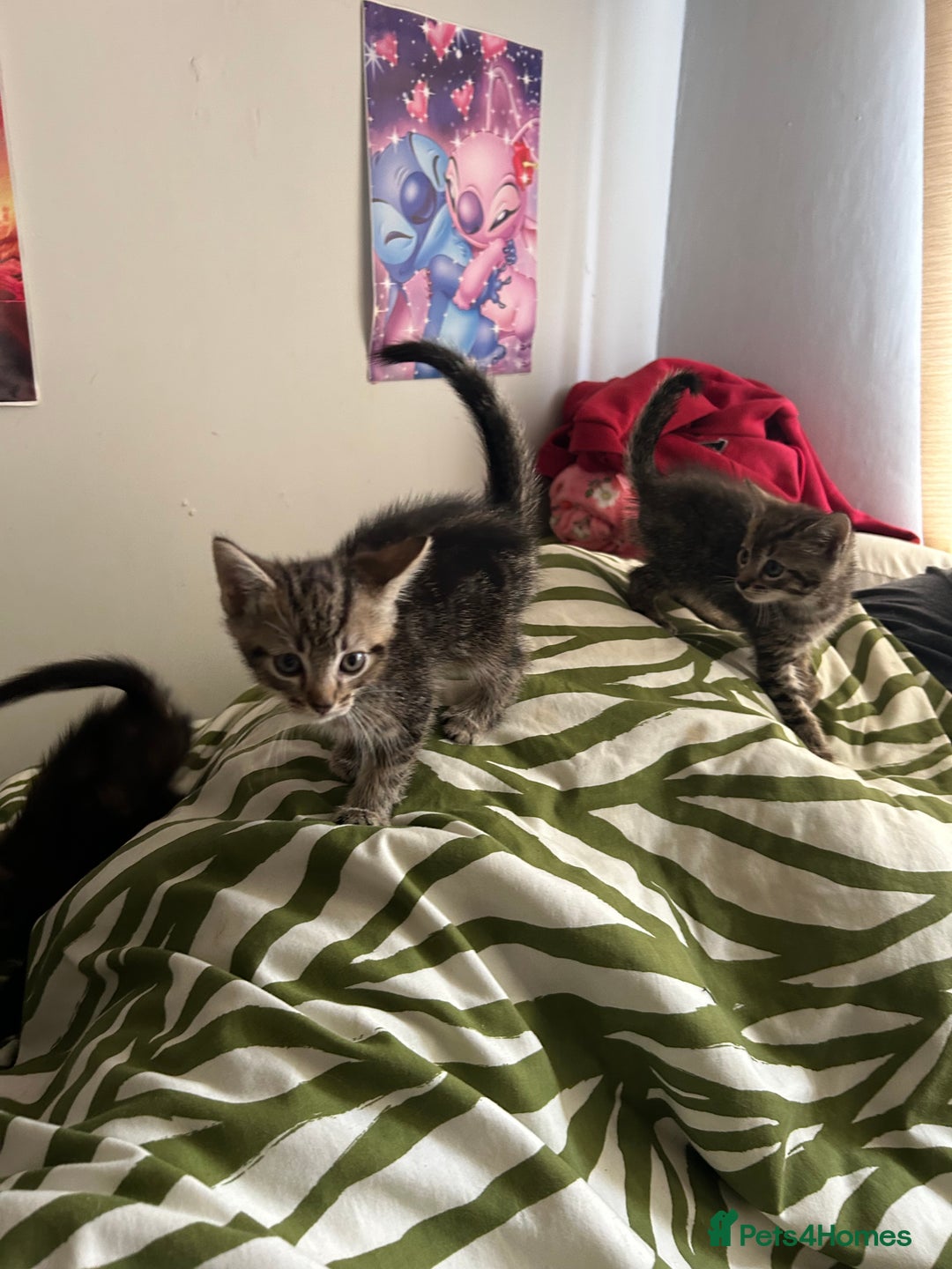 Mixed Breed cats for sale: Beautiful tabby kittens - Image 4