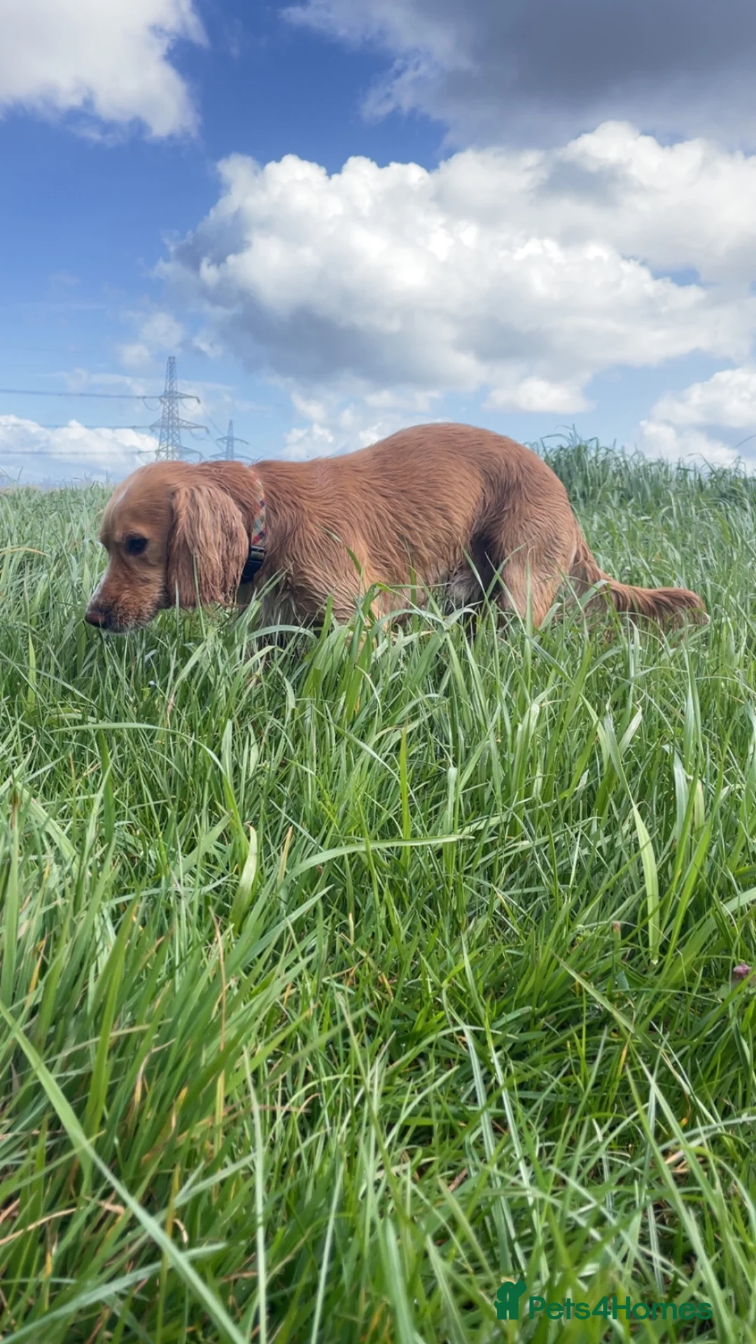 Cocker Spaniel dogs for stud: puff the magic tink kc name  - Advert 3