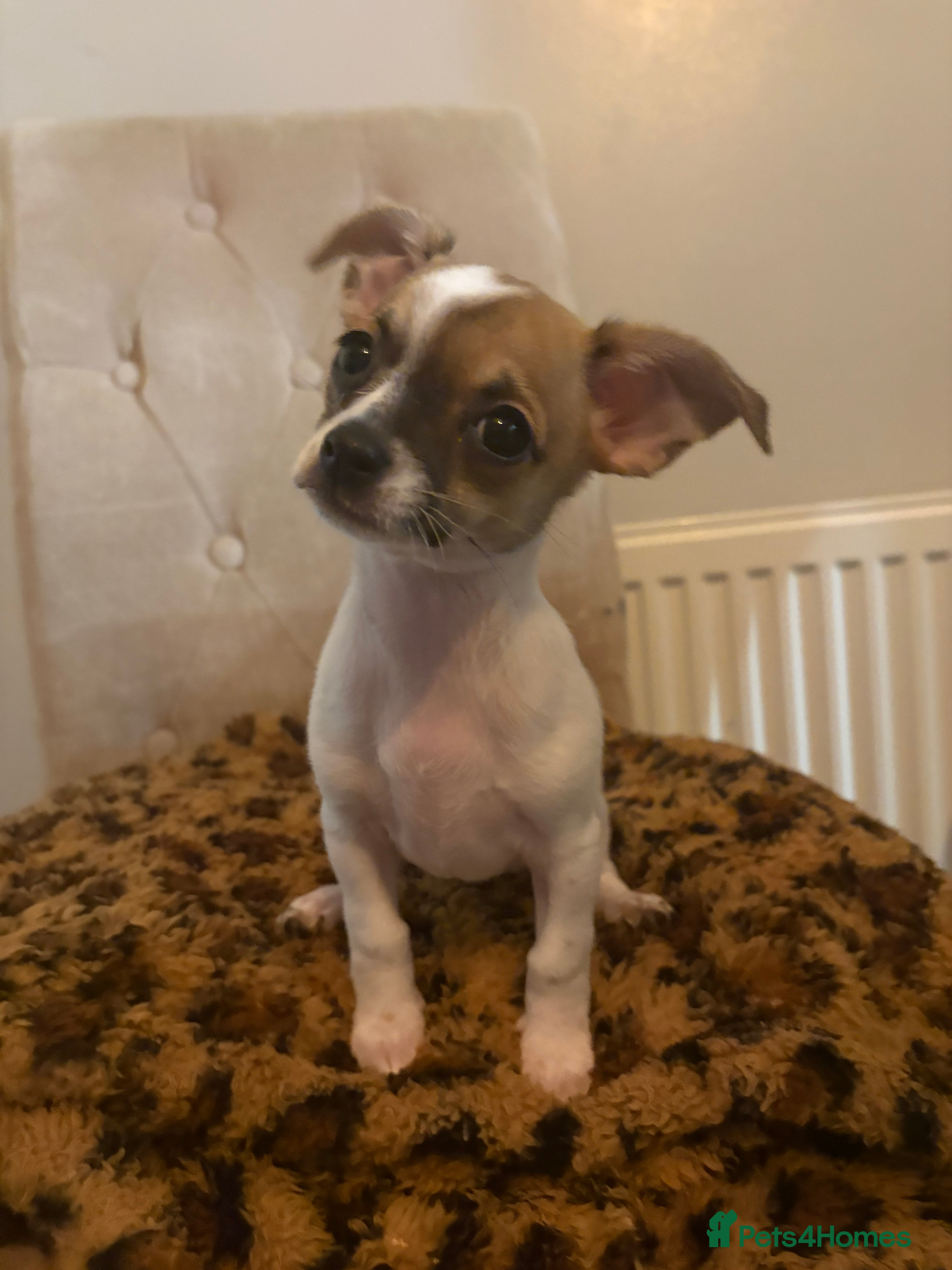 Chiweenie dogs Chweenie - Advert 1