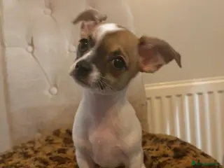 Chiweenie dogs Chweenie - Advert 1