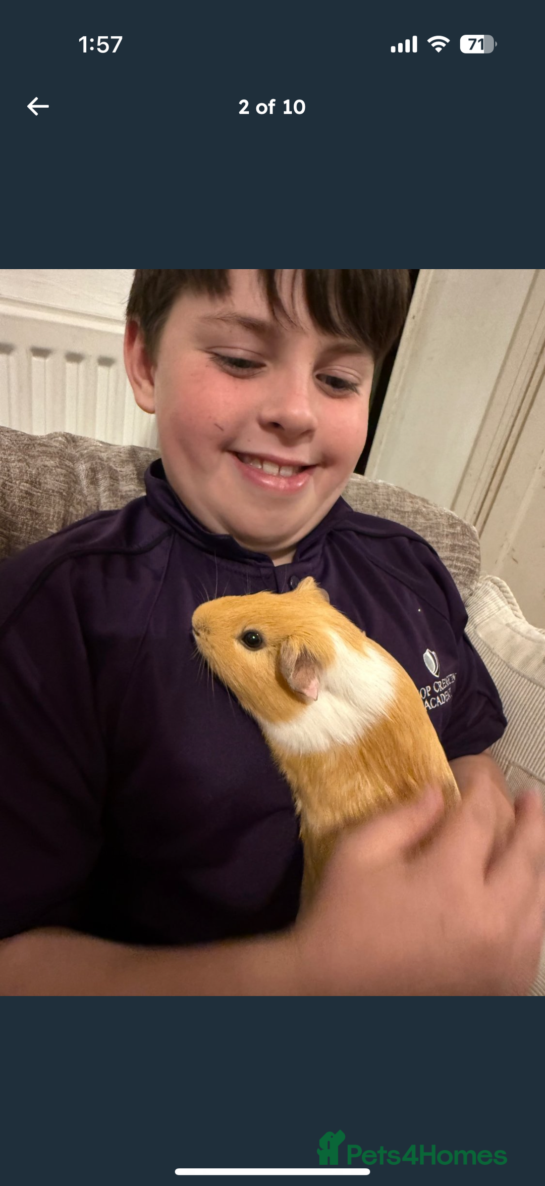 Guinea Pig rodents for sale: X2 male guinea pigs, everything included - Image 2
