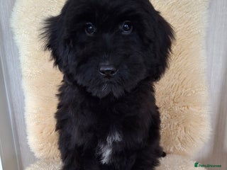 Sproodle dogs - Advert 1