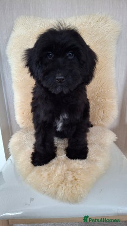 Sproodle dogs - Advert 2