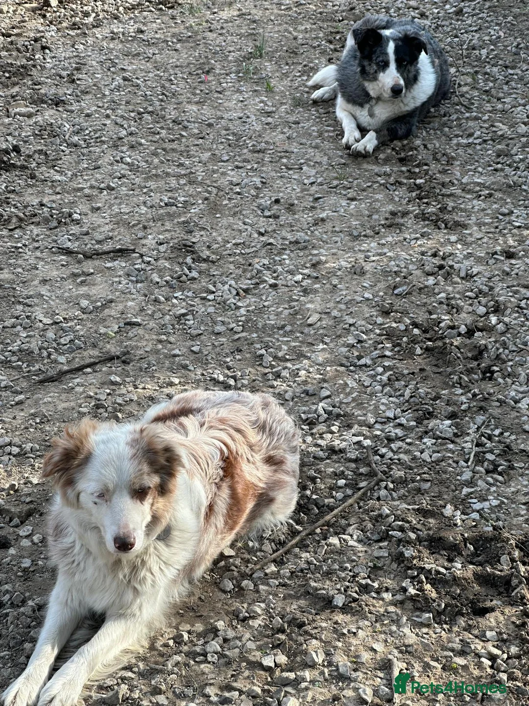 Border Collie dogs for sale: Red Merle and red- black and white border collies - Advert 2