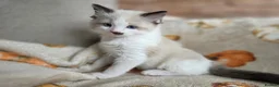 Ragdoll cats for sale: Pure Ragdoll Kittens  - Advert 26