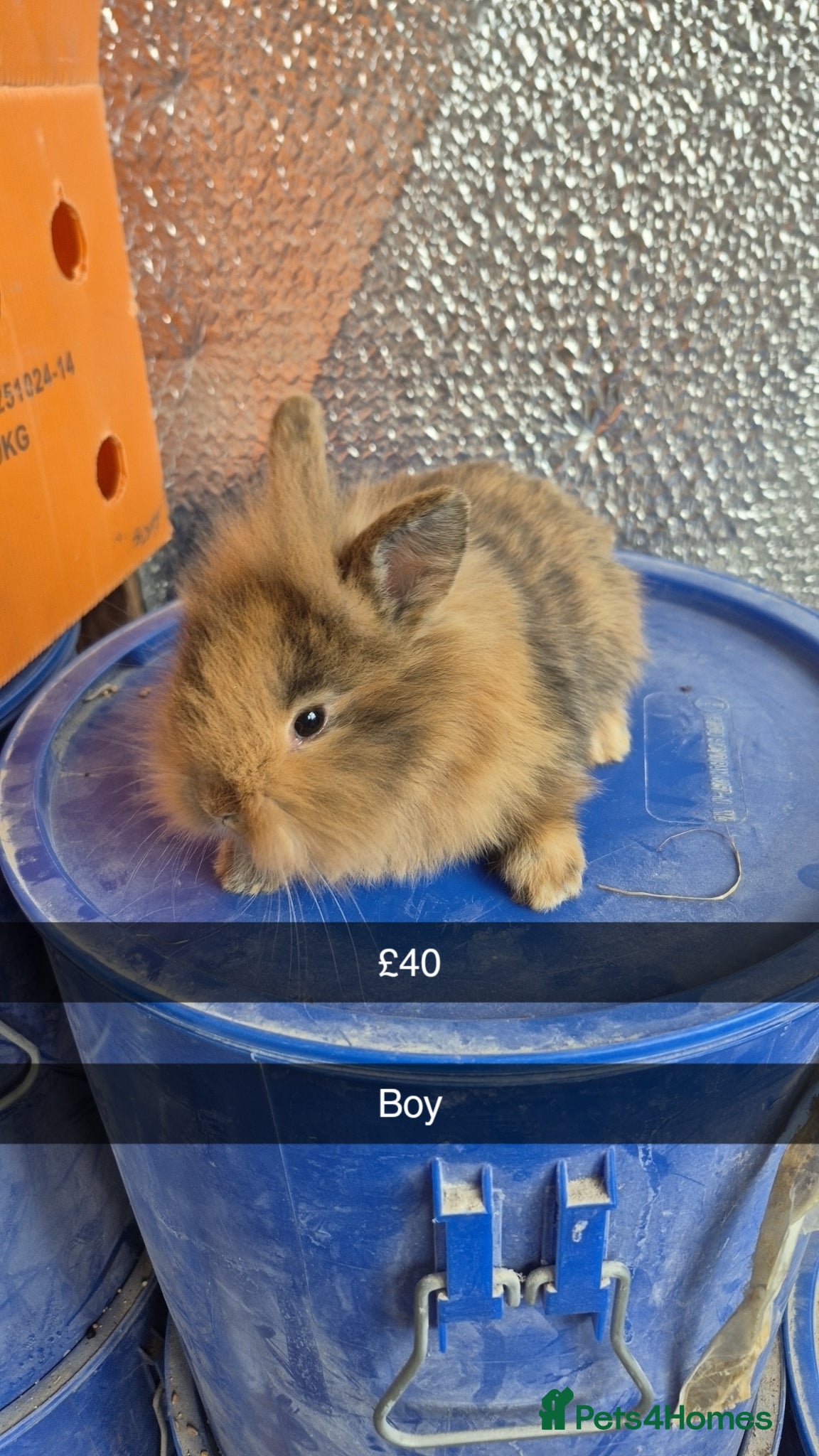 Lionhead rabbits Lionhead Baby Rabbits 8 weeks (Friendly) - Advert 2