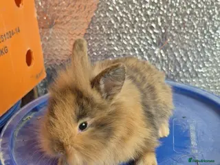 Lionhead rabbits Lionhead Baby Rabbits 8 weeks (Friendly) - Advert 2