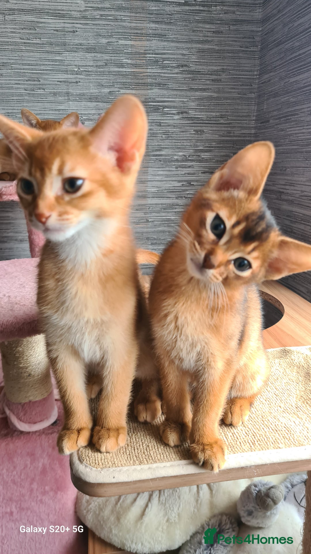 Abyssinian cats for sale: Abisinian kittens  - Image 18