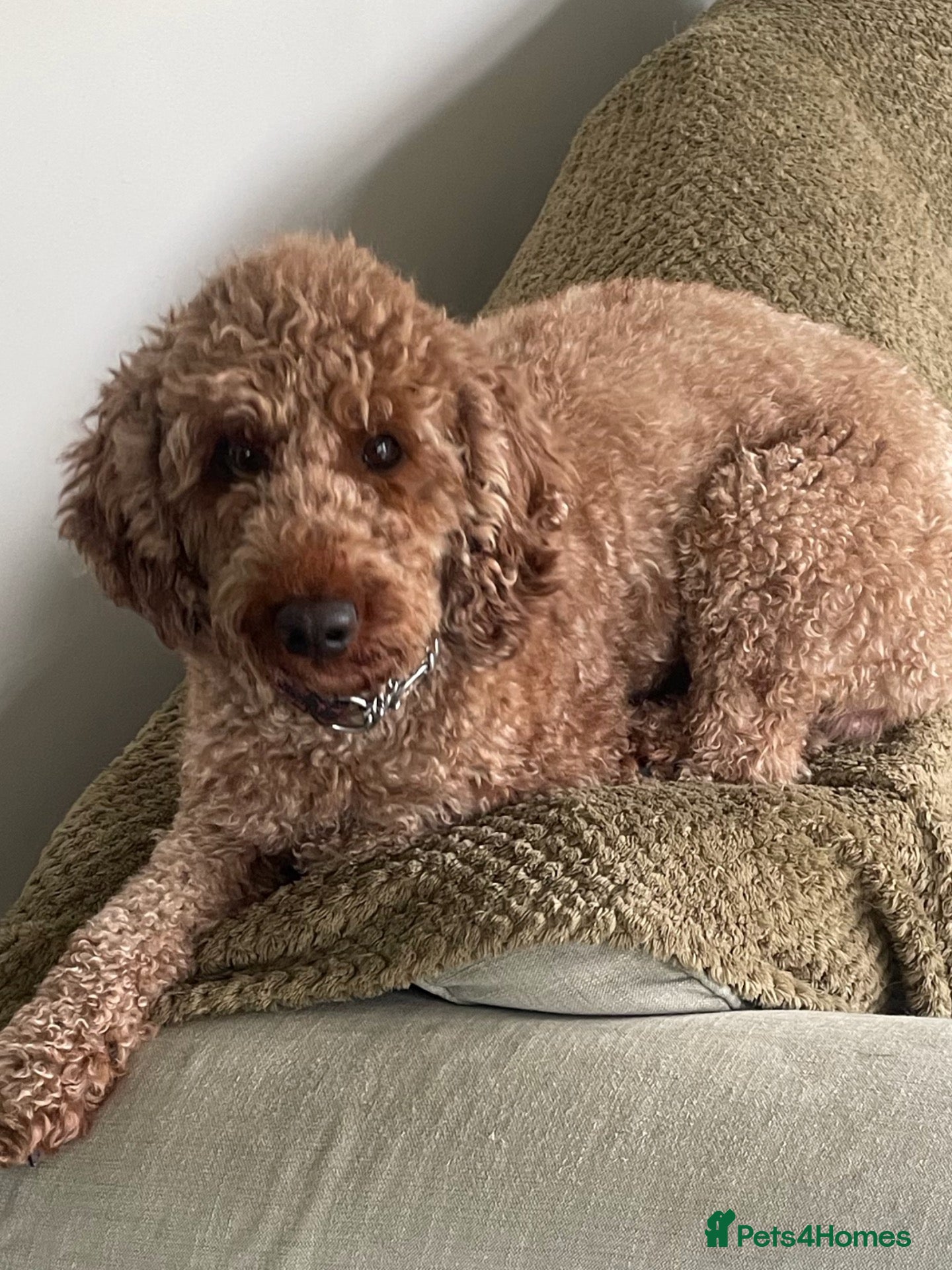 Miniature Poodle dogs Miniature poodle - Advert 1