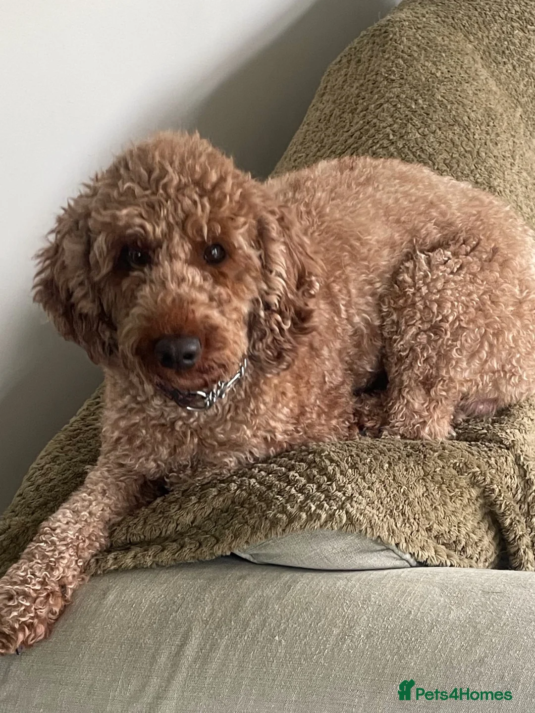 Miniature Poodle dogs for stud: Miniature poodle kc registered  - Advert 1