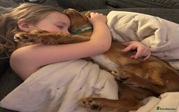 Cavalier King Charles Spaniel dogs for sale: 13 month Male cavalier King Charles spaniel - Image 6