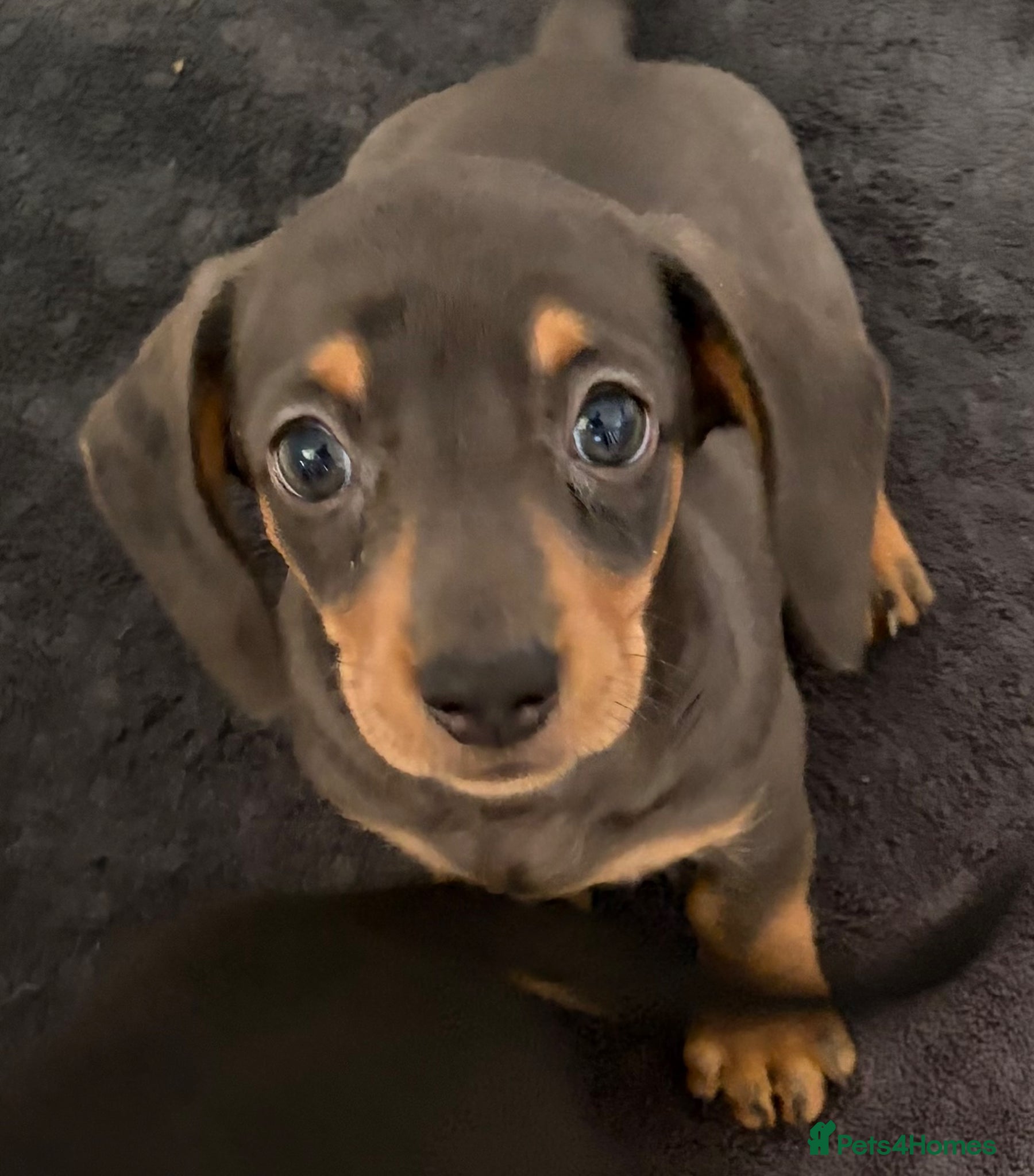 Miniature Dachshund dogs 2 Girls Left - KC stunning Miniature Dachshunds 🩷 - Advert 17