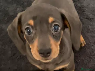 Miniature Dachshund dogs 2 Girls Left - KC stunning Miniature Dachshunds 🩷 - Advert 3