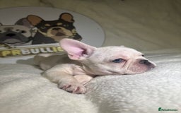French Bulldog dogs for sale: French Bulldog puppies for sale - Image 11