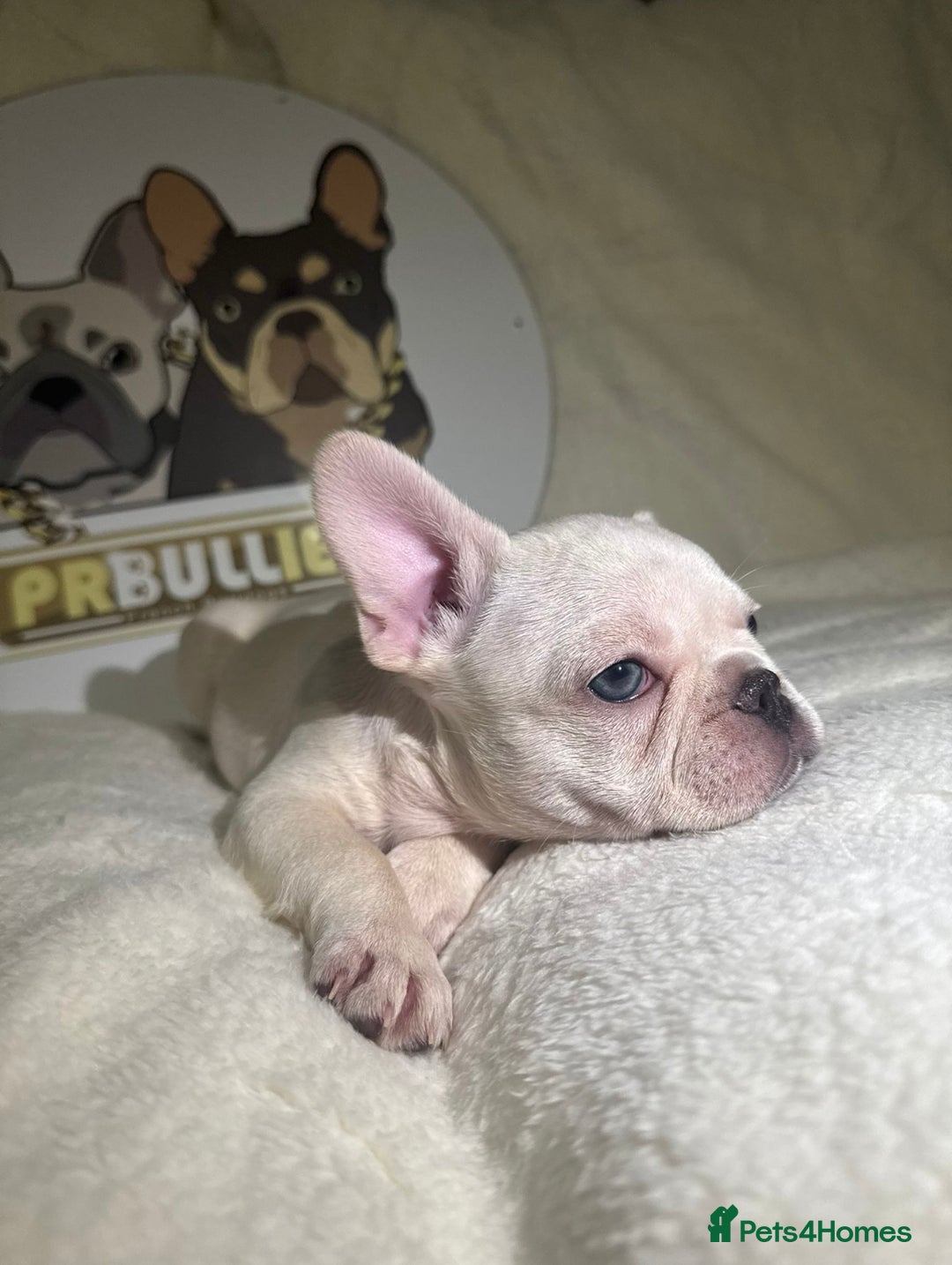 French Bulldog dogs for sale: French Bulldog puppies for sale - Image 11