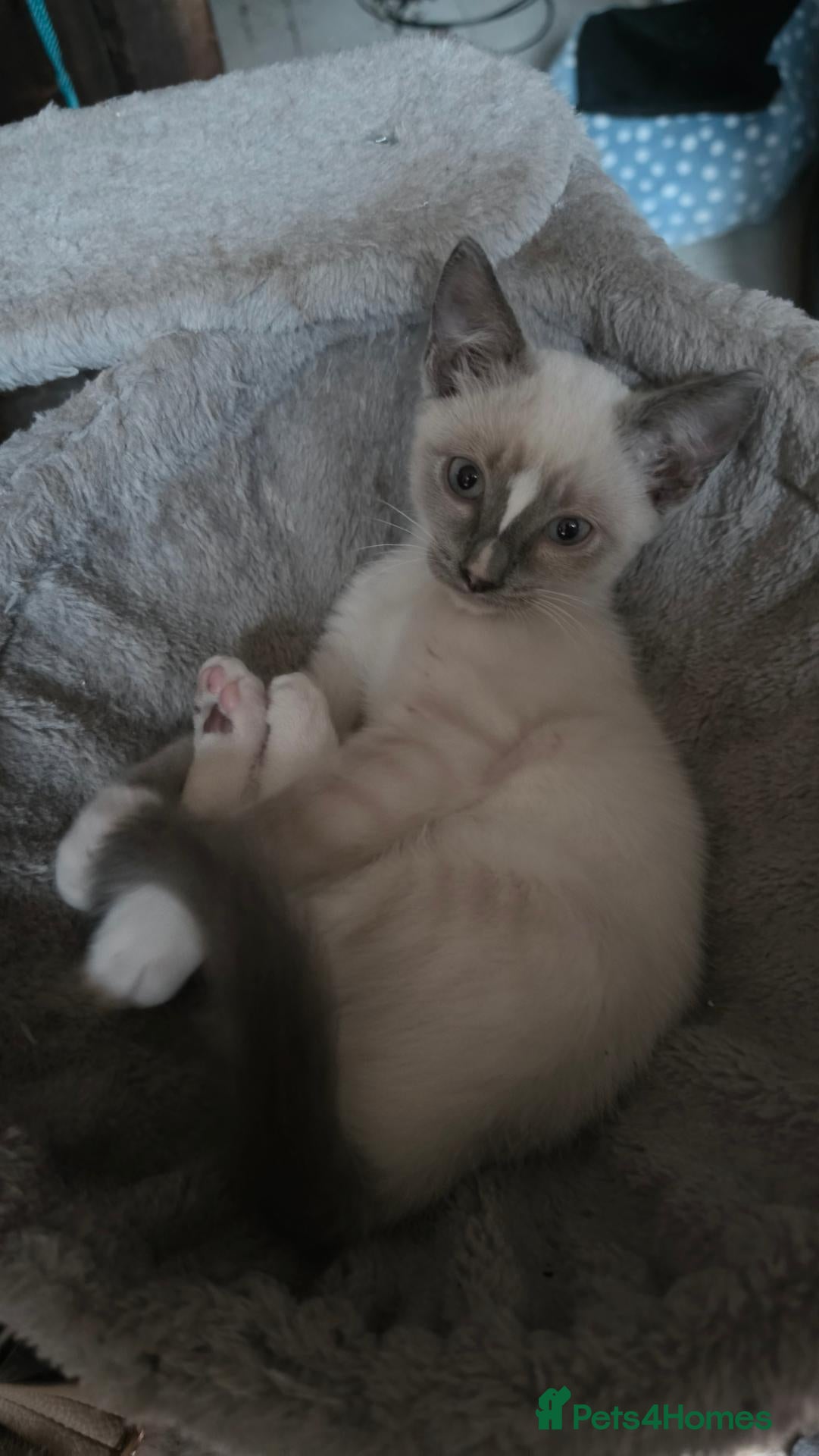 Mixed Breed cats Burmese crossed with Ragdoll  kittens  - Advert 2
