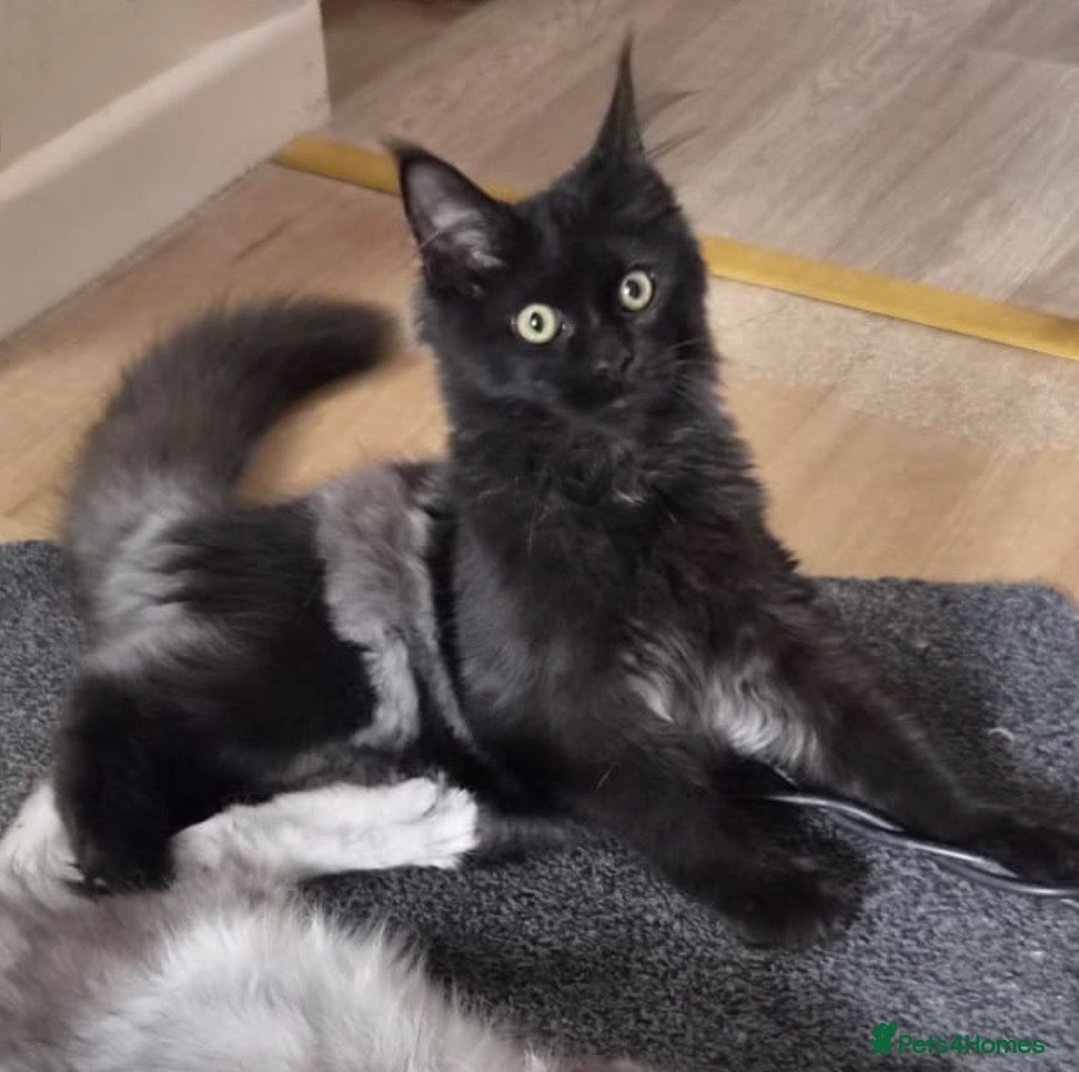 Maine Coon cats Exceptional pedigree MaineCoons - Phantom & Sprite - Advert 1