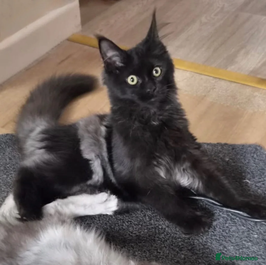 Maine Coon cats for sale: Exceptional pedigree MaineCoon female - Sprite - Advert 1