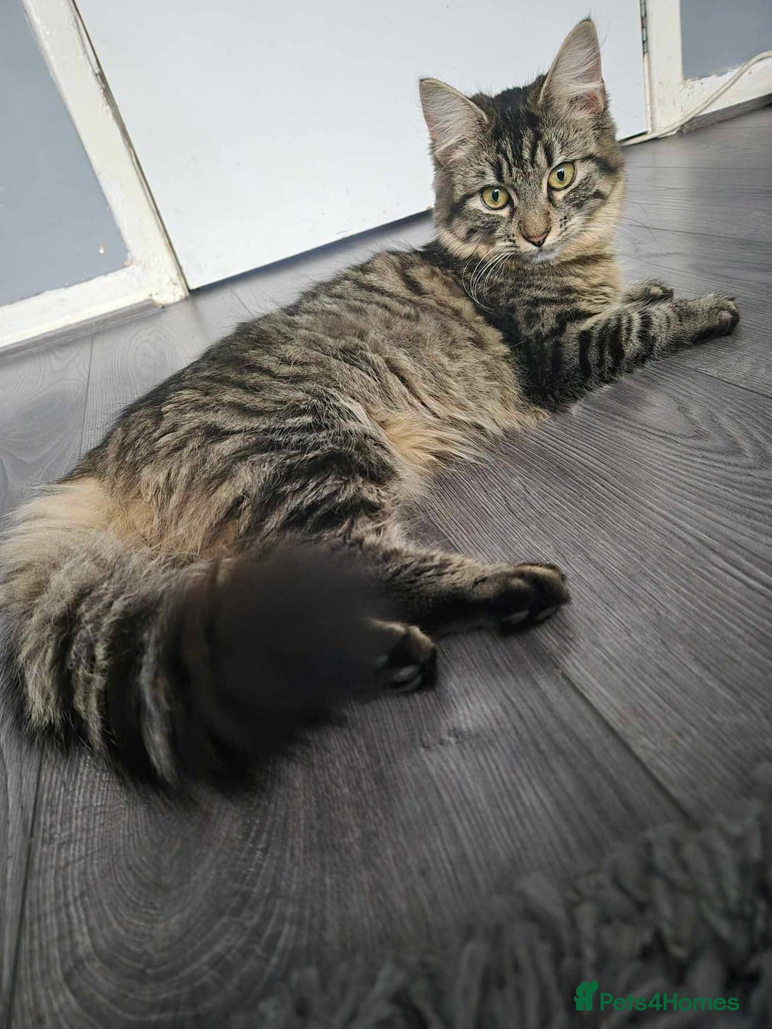 Maine Coon cats for sale: Maine coon cross - Advert 4