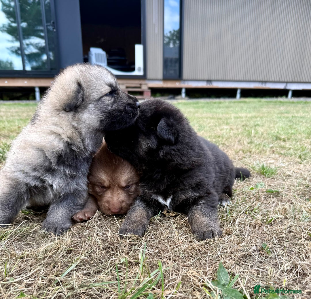 German Shepherd dogs for sale: ❤️KC health tested unique gsd babies 🩷 - Image 12