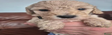 Cockapoo 3