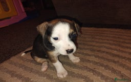 Mixed Breed dogs for sale: Stunning litter of 8 - Image 29