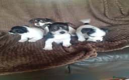 Jack Russell dogs for sale: Jack Russell pups  - Advert 8