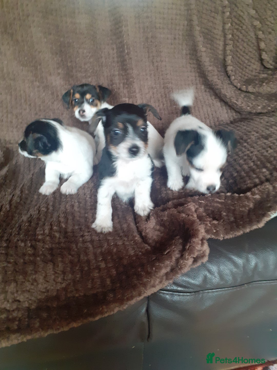 Jack Russell dogs for sale: Jack Russell pups  - Advert 8