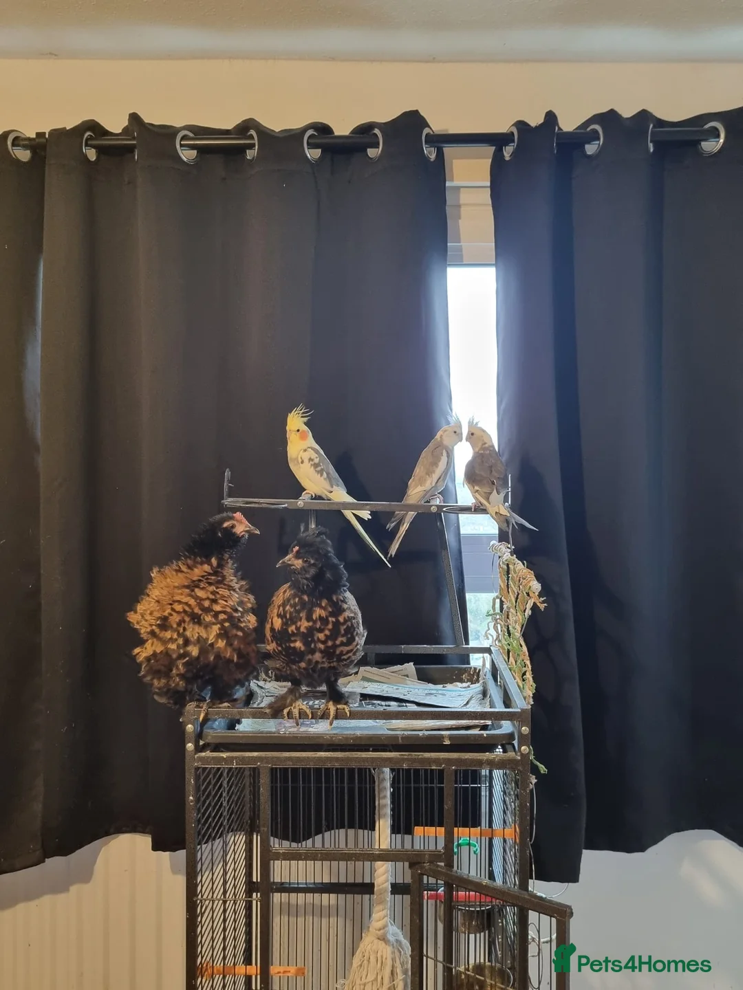 Chickens poultry for sale: 2 female frizzle chickens  in Isleworth - Advert 1