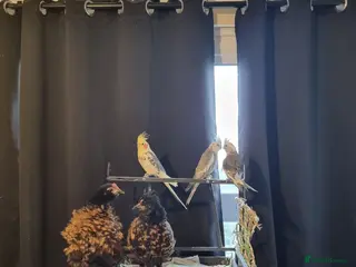 Chickens poultry 2 female frizzle chickens - Advert 8