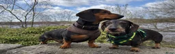 Miniature Dachshund dogs for stud: Biscuit ready for stud  - Advert 5