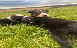 Border Collie dogs for sale: Beautiful litter family reared of collie pups - Image 4